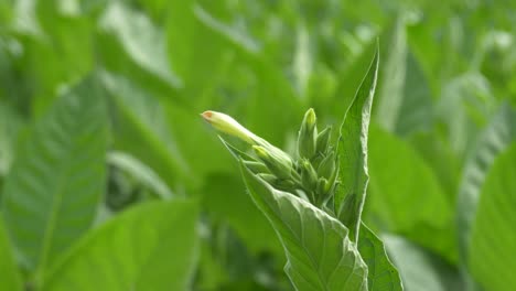 tobacco flower detail