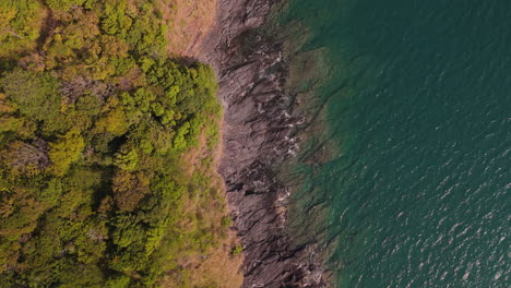 coastal landscape with forest and ocean