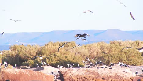 multiple flying sea birds coming to land on the island with short bushes on the patagonia coastline