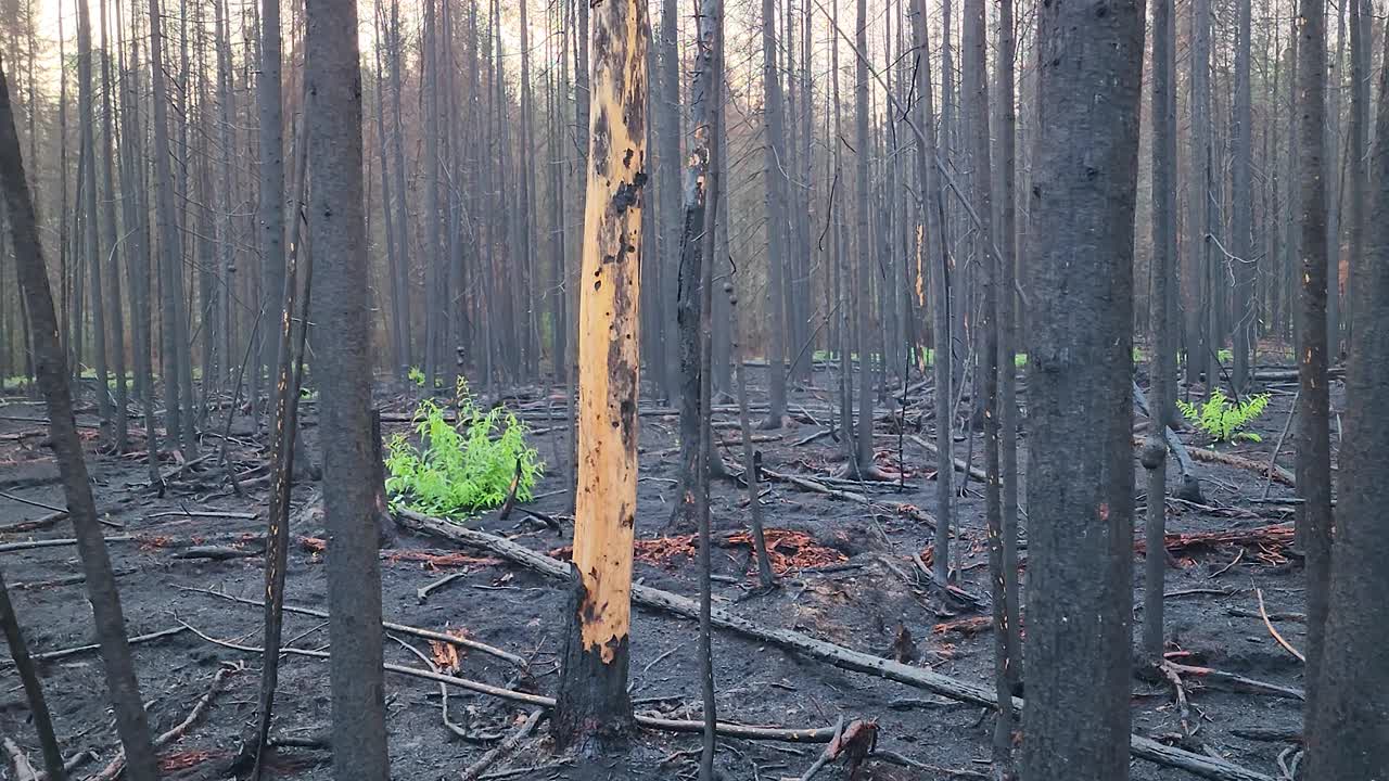 산불의 후유증으로 자라는 새로운 식물