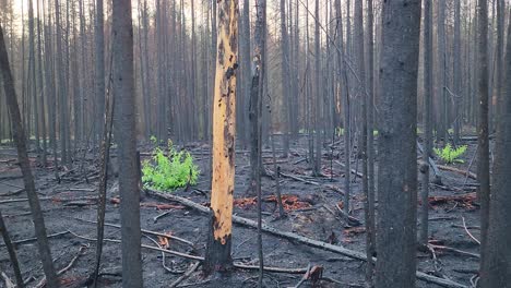 nueva vegetación que crece a través de las secuelas de incendios forestales