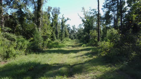 Drone-Vuela-Por-El-Bosque-Cerca-Del-Suelo