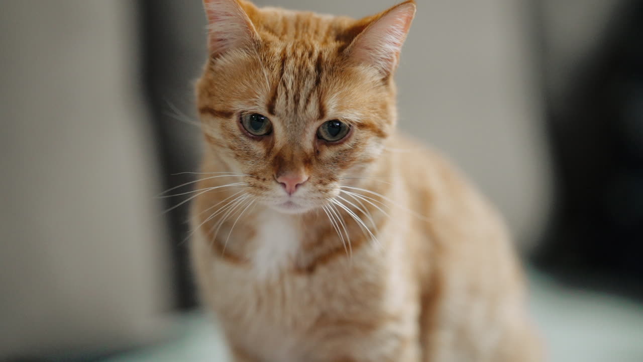Gatto rosso pensieroso con occhi azzurri penetranti.