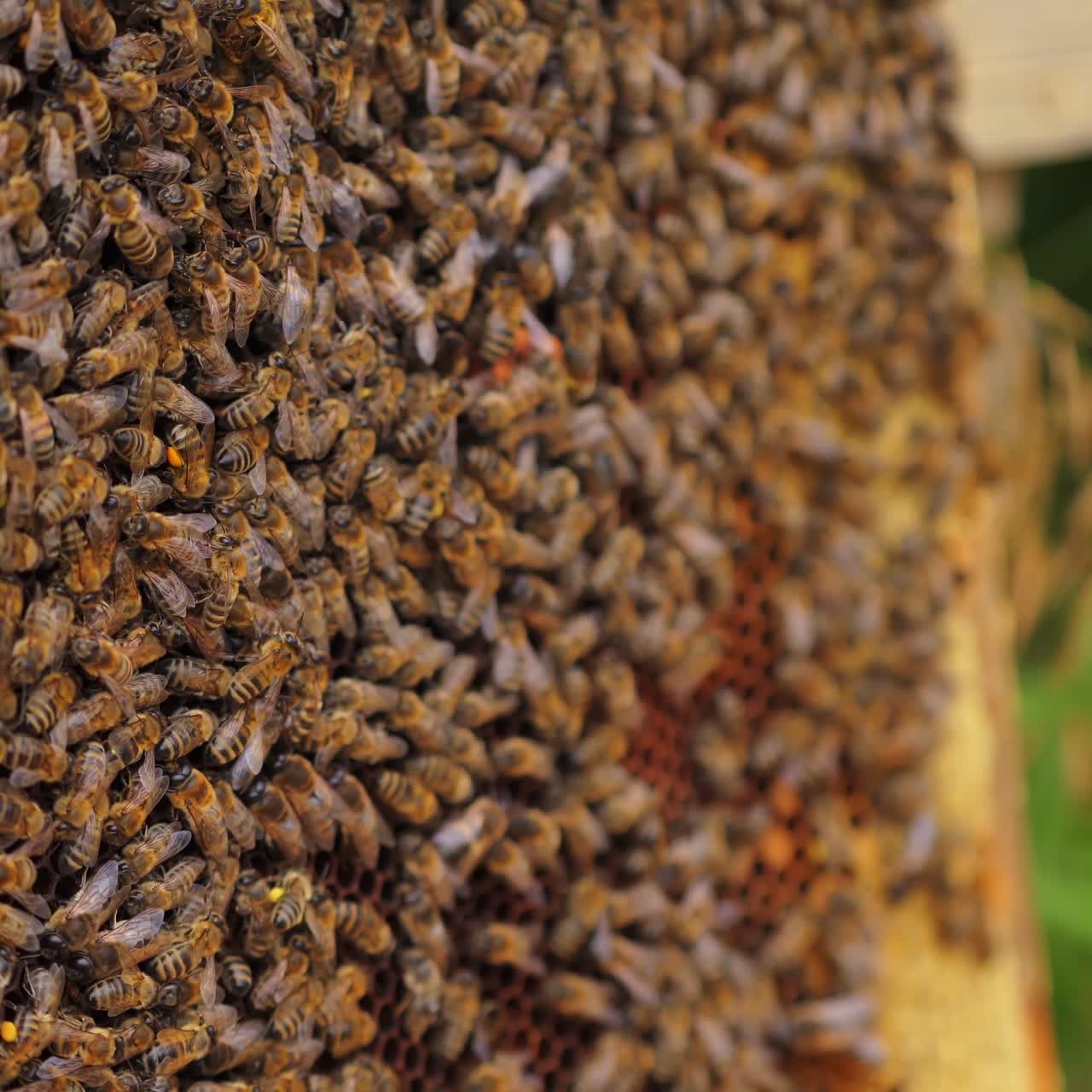 Working bees on honey cells. Many useful insects on frame near hive. Selective focus