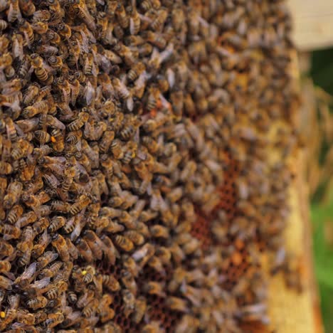 working bees on honey cells. many useful insects on frame near hive. selective focus