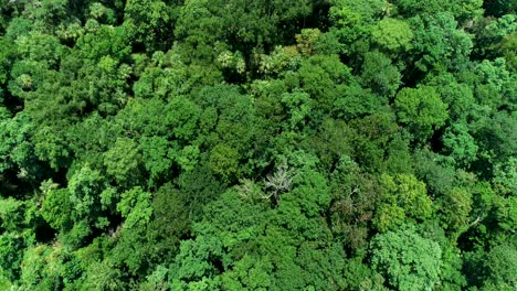 Una-Toma-Lenta-Y-Suave-De-Un-Dron-Que-Revela-Un-Extenso-Bosque-De-Florida