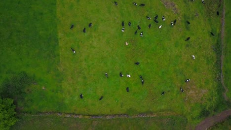 aerial view of dozens of holstein friesian dairy cattle grazing in a green prairie