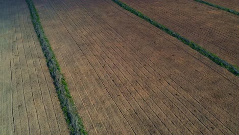 Ascending-above-plowed-rows-of-soybean-crop-on-farmland-deforested-in-the-Brazilian-savannah