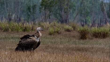 the himalayan griffon vulture is near threatened due to toxic food source and habitat loss