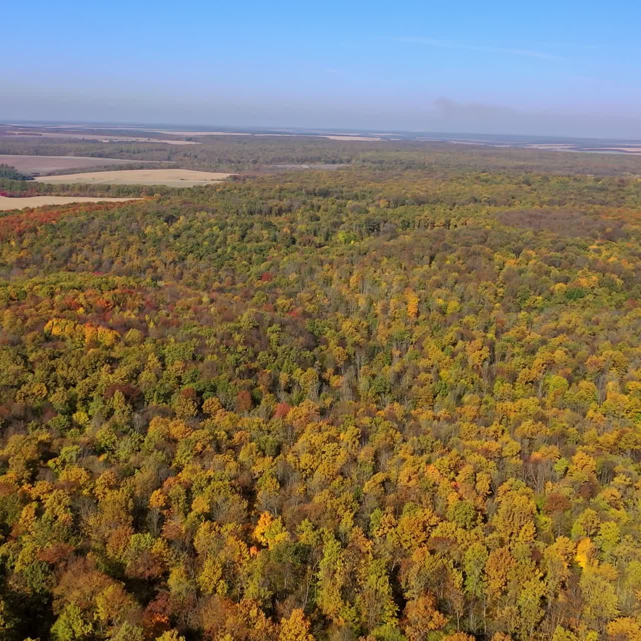 воздушный вид осеннего леса