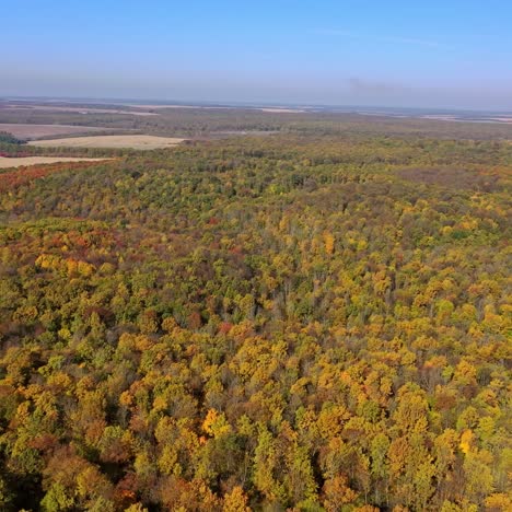 vista aérea del bosque de otoño