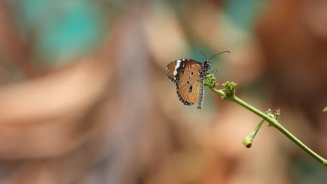 Hermosa-Mariposa-Relajándose-En-La-Planta-