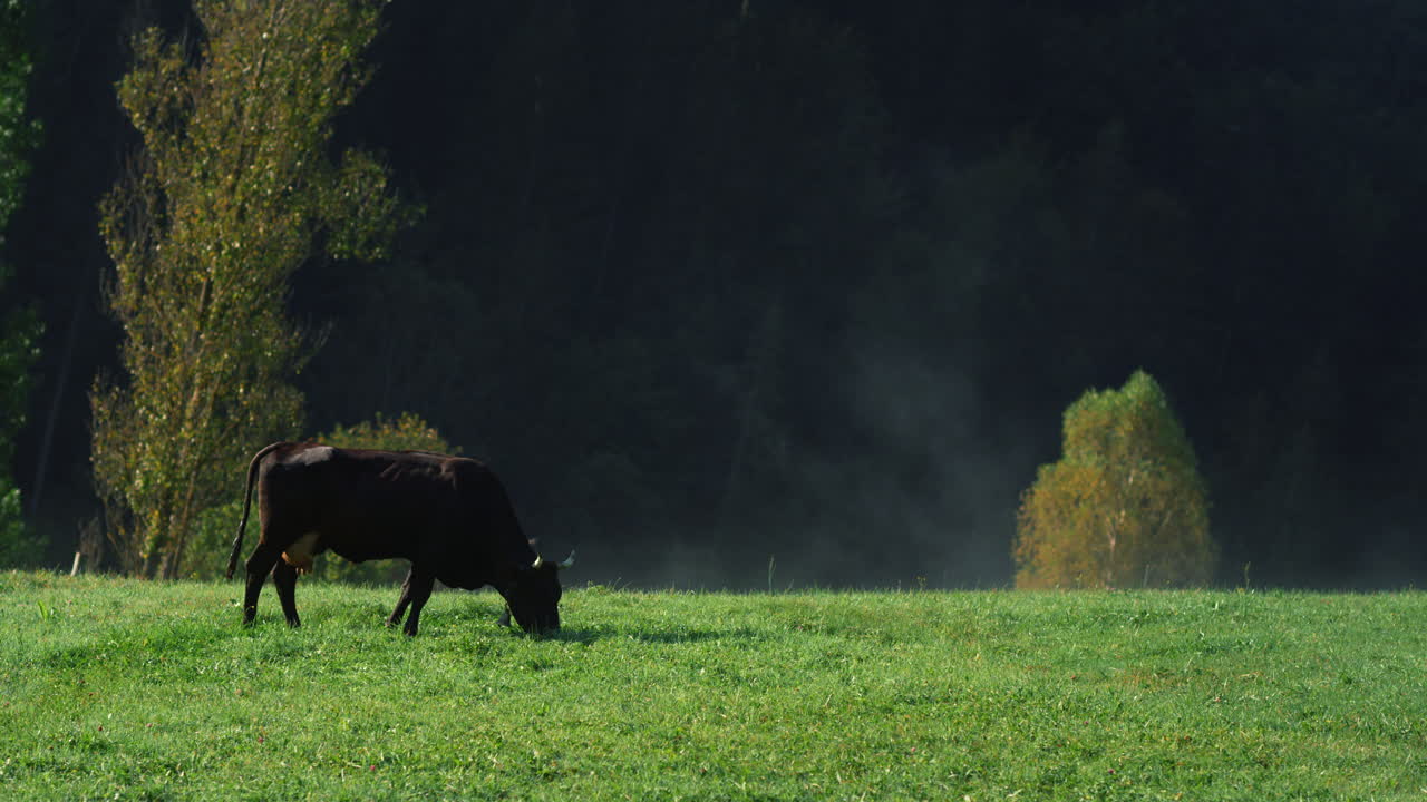 Bestiame al pascolo in campagna. Mucca nera che mangia erba verde in montagna.