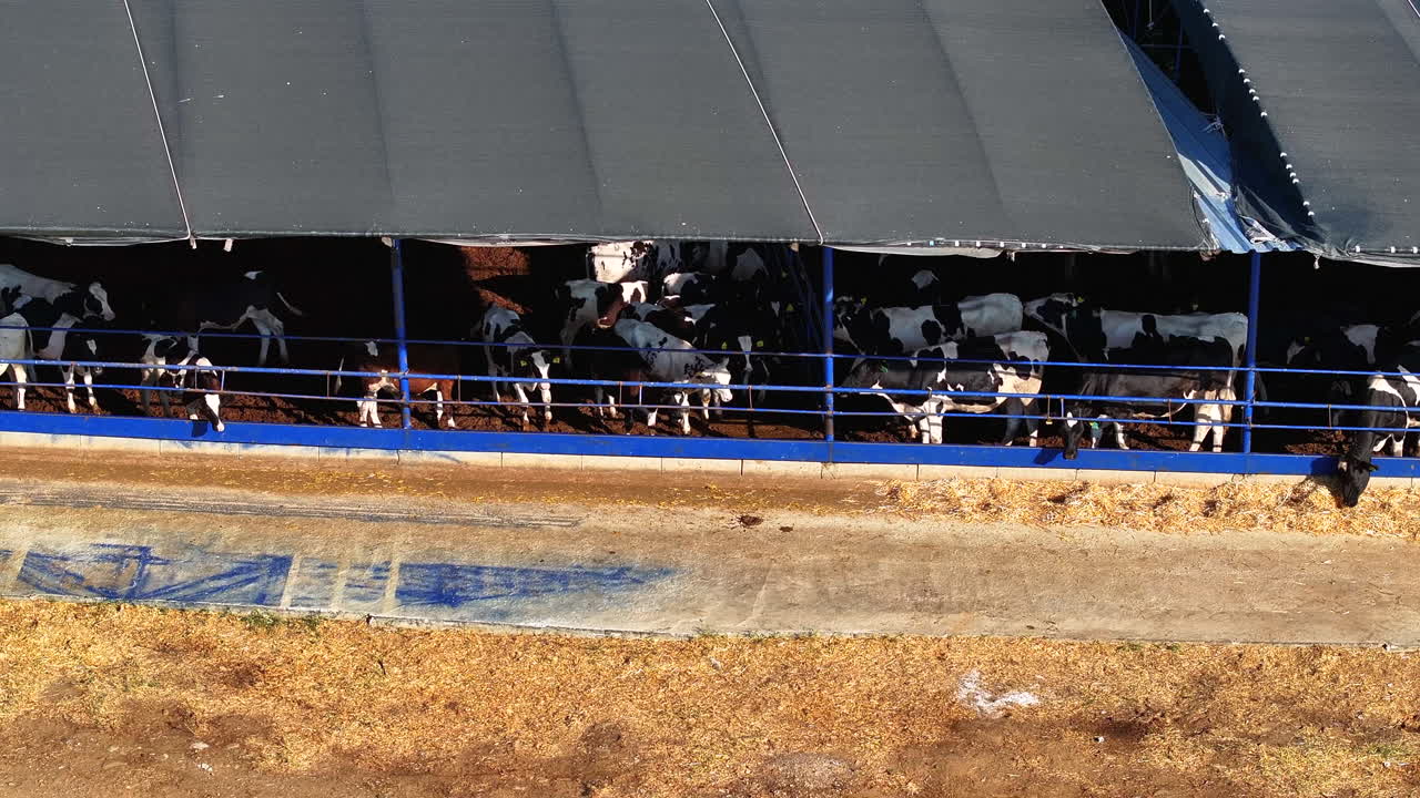 Sustainable Dairy Farming: Efficient Open-Air Livestock Management