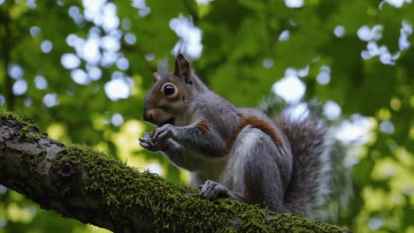 grey squirrel eating a nut on a branch