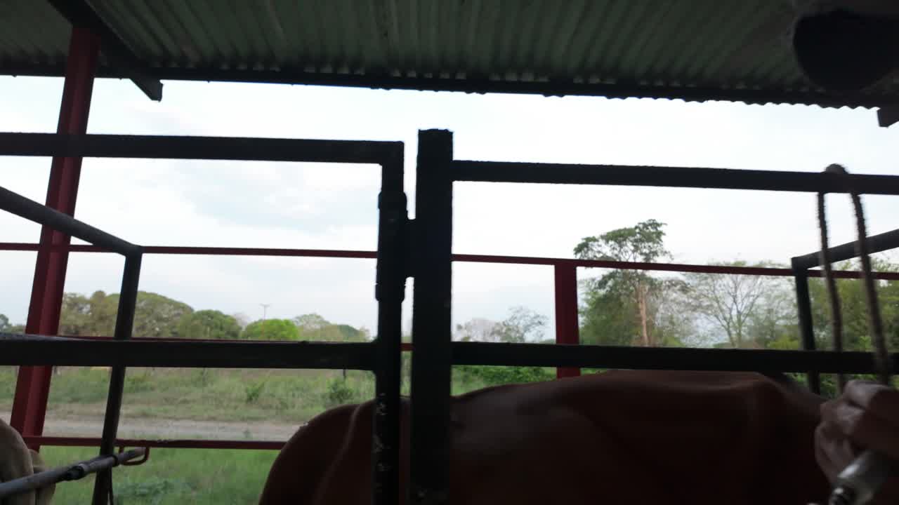 Close-up man's hands put vaccine to cows in local farm. Animal veterinary care