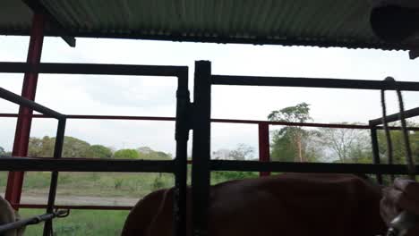 close-up man's hands put vaccine to cows in local farm. animal veterinary care