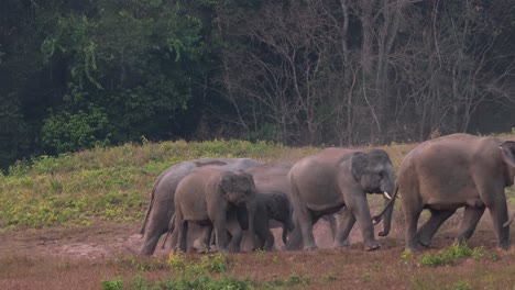 seen leaving the salt lick to move to another as a group arrives taking some minerals lingering for a moment and then also leaves, indian elephant elephas maximus indicus, thailand