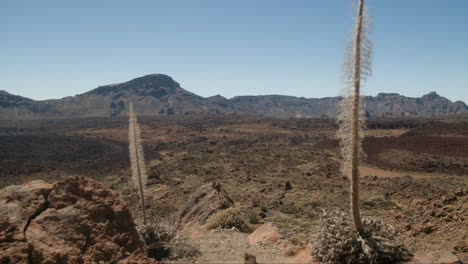 Dry-barren-volcanic-landscape-with-desert-flowers-in-foreground,-Crater-bellow-Pico-del-Teide-on-Tenerife,-Canary-Islands