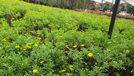 las hermosas flores y camas de hierba de cameron highlands, malasia.