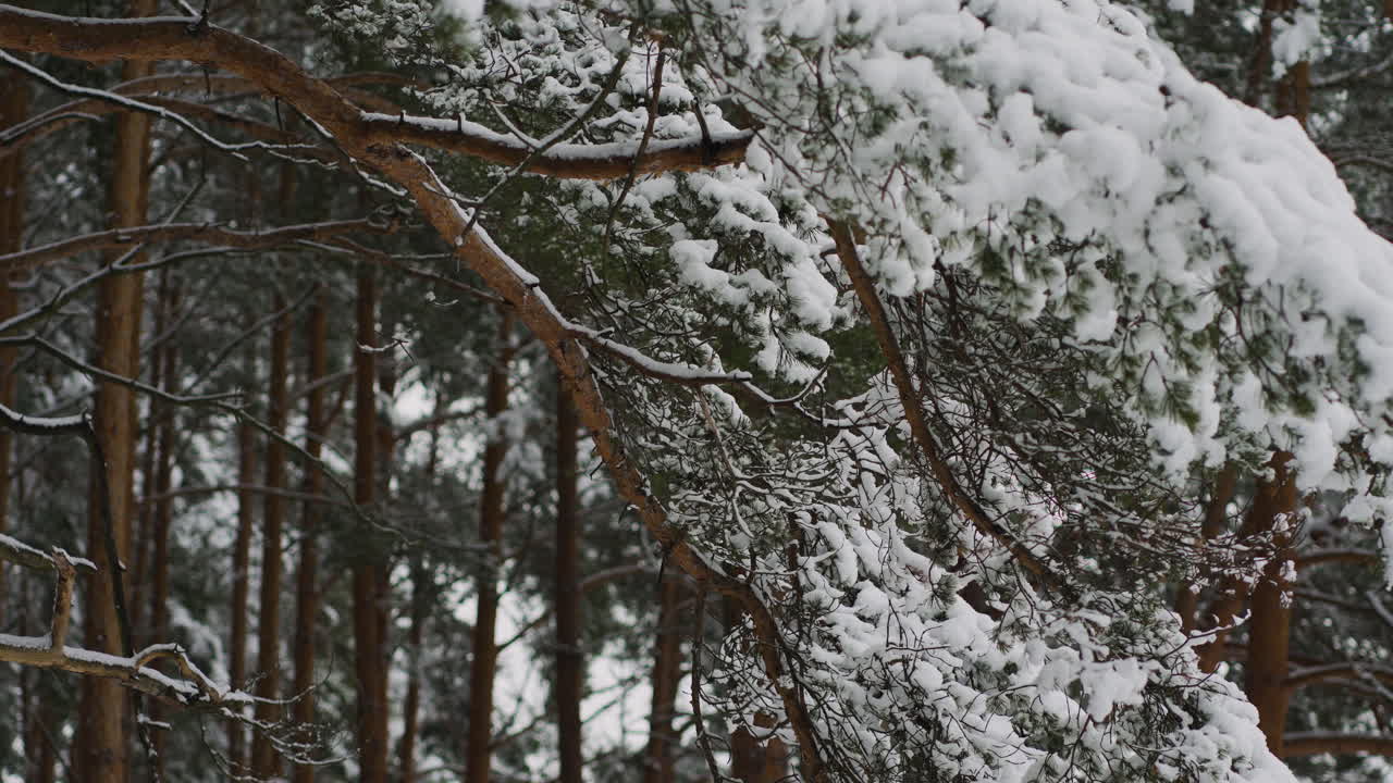 árbol de pino de primer plano con nieve