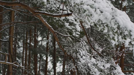 nahaufnahme eines kiefernbaums mit schnee