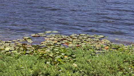 water lilies gently floating on a calm pond