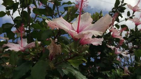 Pink and white flower in the wind
