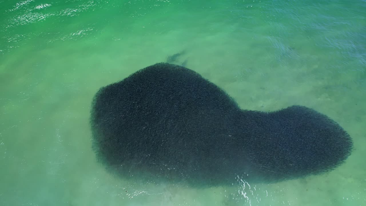 Massive Bait Ball And Feeding Sharks In NSW, Australia - Drone Shot