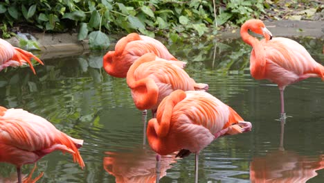 flamingos cor de rosa no zoológico