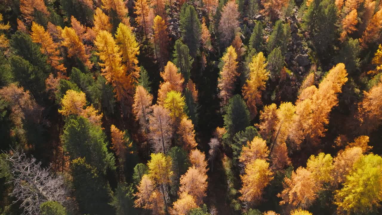 Stunning golden larch trees in Alpine forest during autumn season, aerial