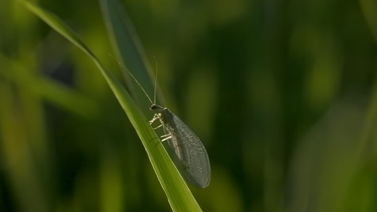 잔디에 을 는 것