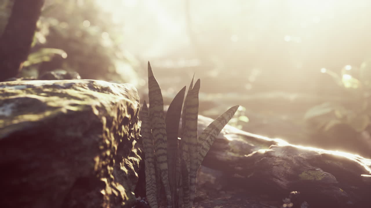 un primer plano de plantas verdes que crecen en una roca en un entorno de bosque exuberante