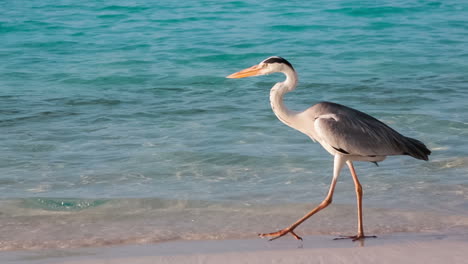 grey heron