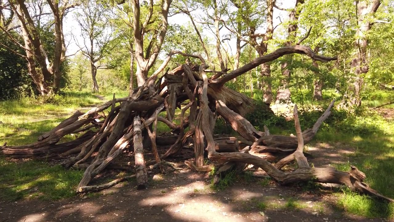 Panoramica verticale cinematografica che rivela il suolo della foresta, un mucchio di legna morta caduta, poi la chioma verde brillante degli alberi contro il cielo in un bosco estivo illuminato dal sole, inquadratura dal basso che guarda attraverso le querce.