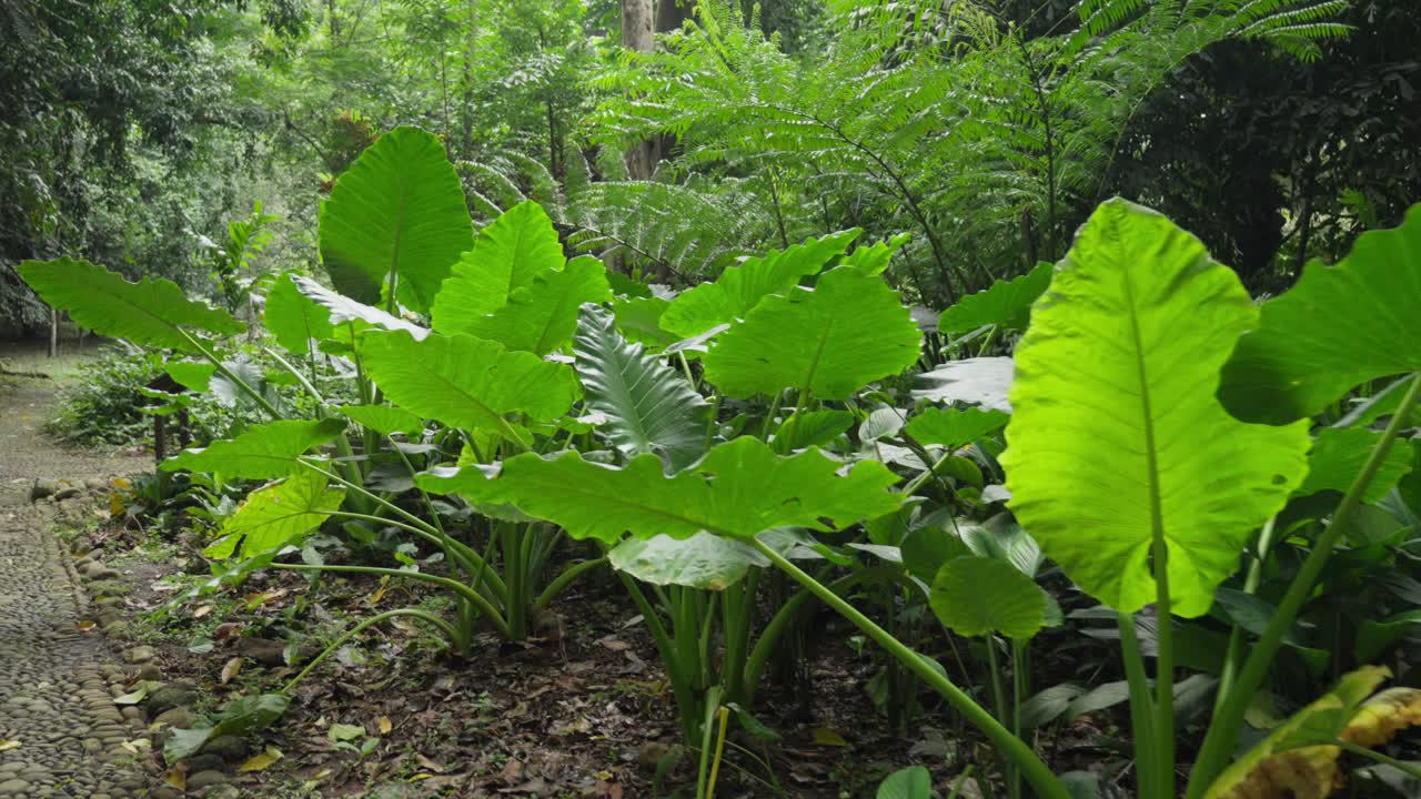 Large Green Leaves Of Monstera Plant In Forest, Lush Vegetation and Aroid Plants