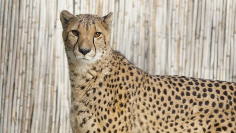 beautiful cheetah in captivity looking at the camera in a bamboo enclosure