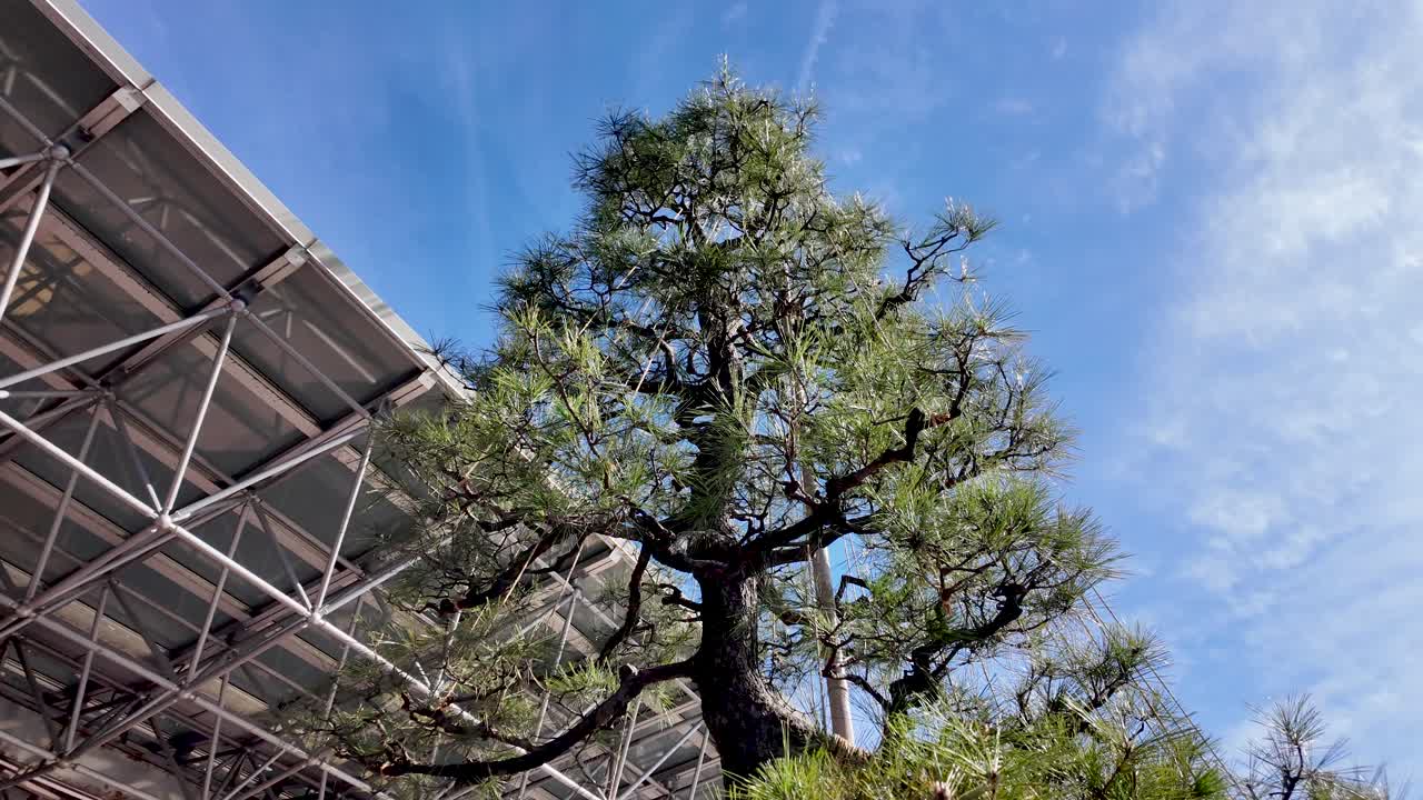 Traditional japanese yukitsuri ropes protecting pine branches from heavy snow at Kanazawa Station