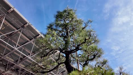 traditional japanese yukitsuri ropes protecting pine branches from heavy snow at kanazawa station