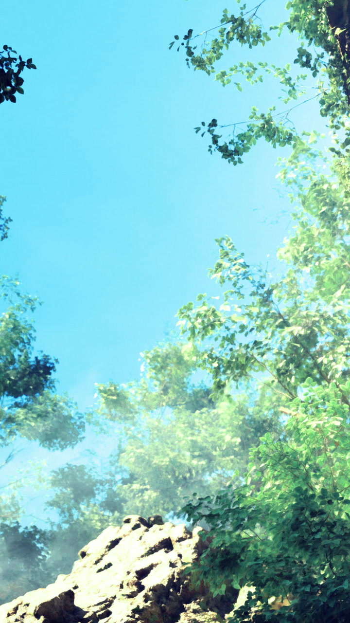 Lush green trees reaching for the sky in a serene natural landscape