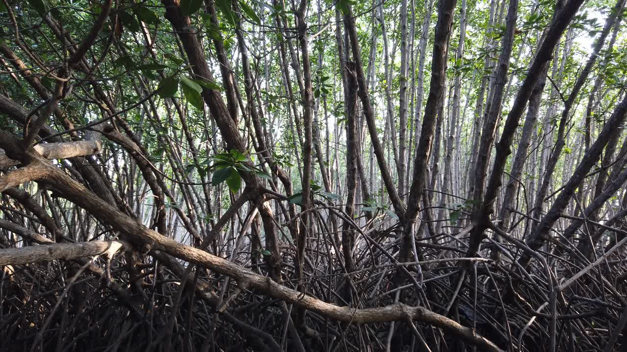 Inside a Mangroves Forest Jungle Swamp, Tangle Roots and Natural Sun Reflections Scenic Environment in Bali Indonesia Southeast Asia