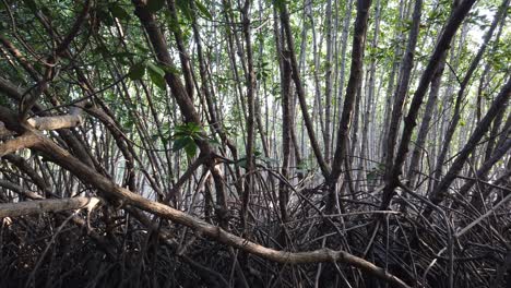 inside a mangroves forest jungle swamp, tangle roots and natural sun reflections scenic environment in bali indonesia southeast asia