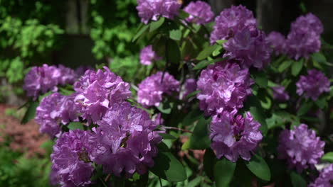 purple flowers stock video footage