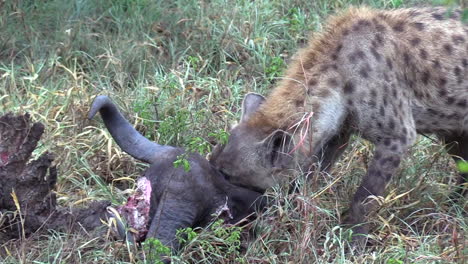 Hiena-Manchada-Alimentándose-Brutalmente-De-Un-Cadáver-De-Búfalo-Africano