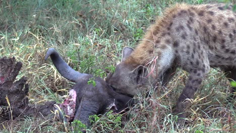 spotted hyena feeding viciously on a african buffalo carcass