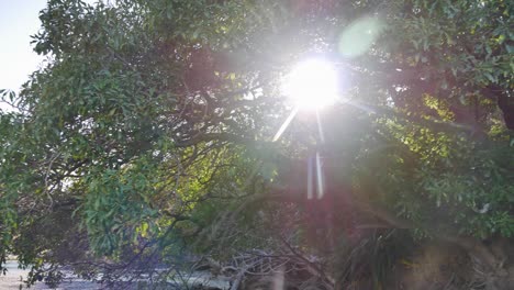 Sun-peeks-through-Schefflera-digitata-Pate-tree-branches-in-pan-shot