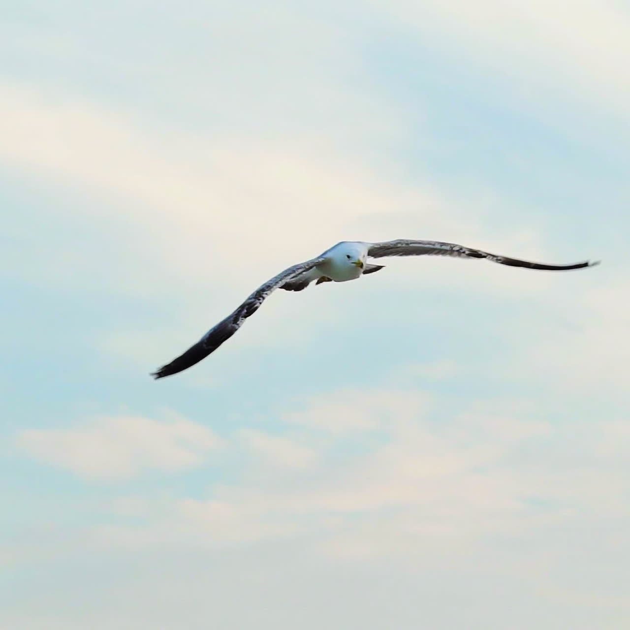 An adult seagull with huge white and black wings flies high on the background of blue sky. Close-up. Aerial view.