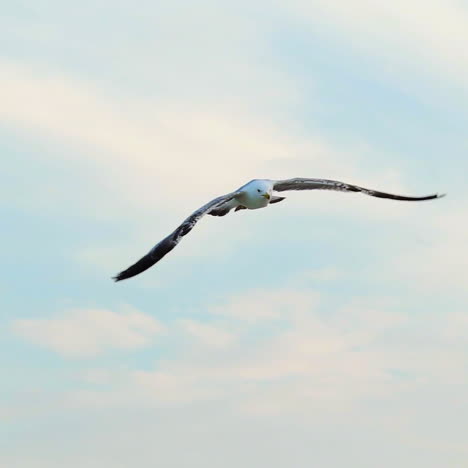 an adult seagull with huge white and black wings flies high on the background of blue sky. close-up. aerial view.