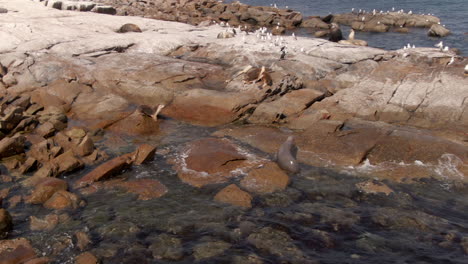 Aerial-view-of-seal-colony-resting-on-rocks-during-sunny-day-in-Australia