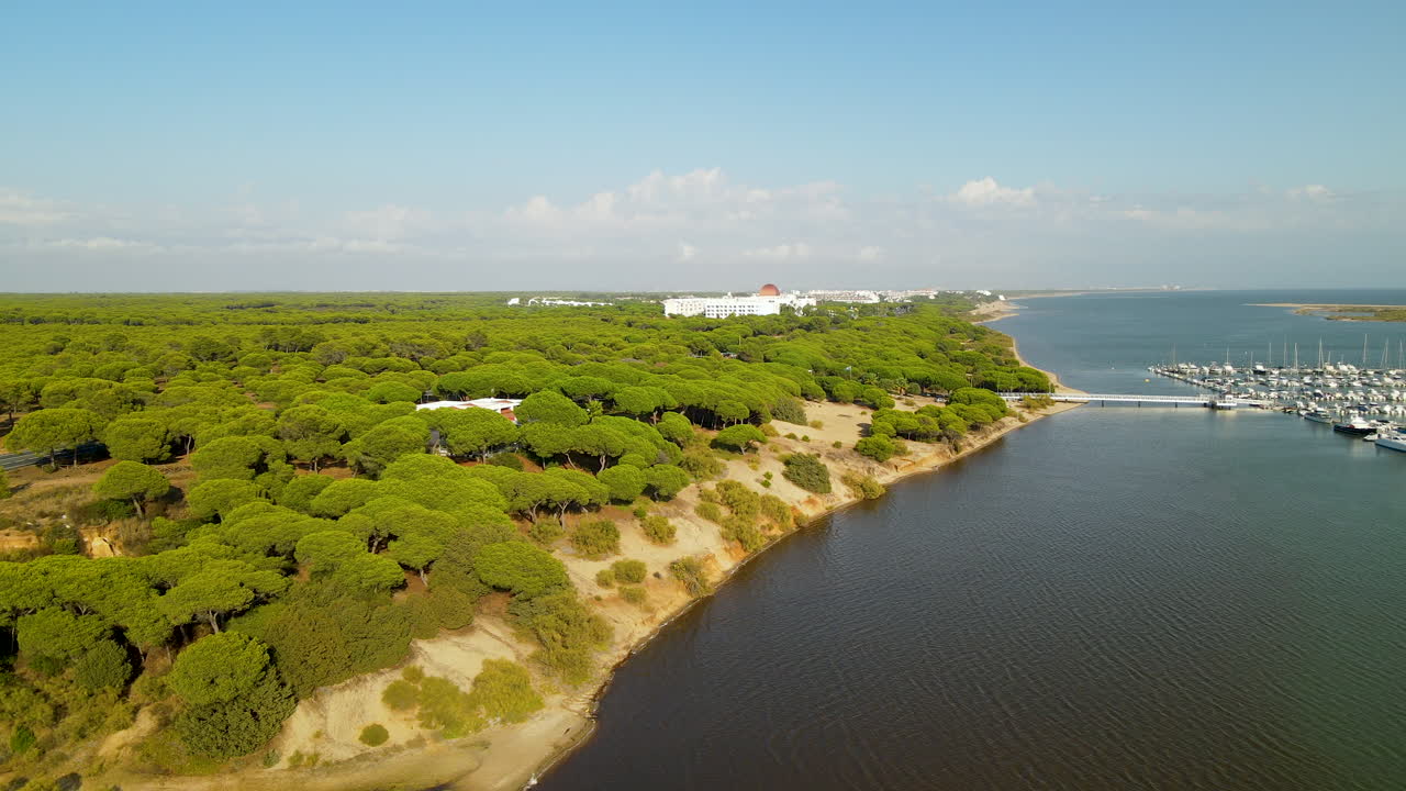 densos pinos piñoneros a orillas de la playa el rompido, provincia de huelva, españa